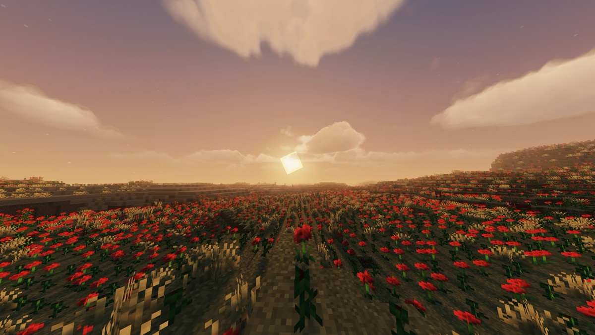 A wide Minecraft field of red flowers in the evening light